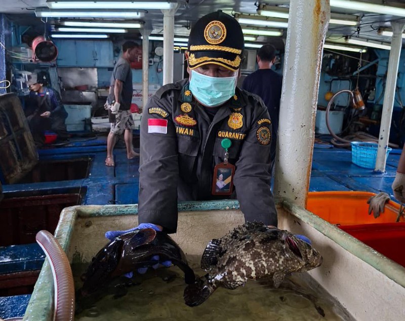 Ekspor Ikan Natuna Tembus Rp1,2 Miliar, Karantina Kepri: Semua Dalam Keadaan Sehat